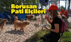 Borusan Pati Elçileri 1100 Sokak Hayvanına Umut Oldu