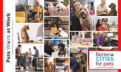 Hayvan Dostu Ofisler İş Dünyasında Yaygınlaşıyor
