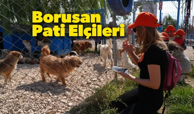 Borusan Pati Elçileri 1100 Sokak Hayvanına Umut Oldu