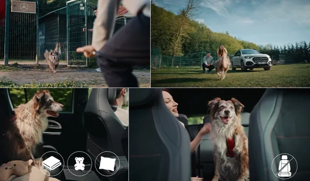 Mercedes-Benz Türkiye’den Köpeklerle Güvenli Yolculuk Rehberi