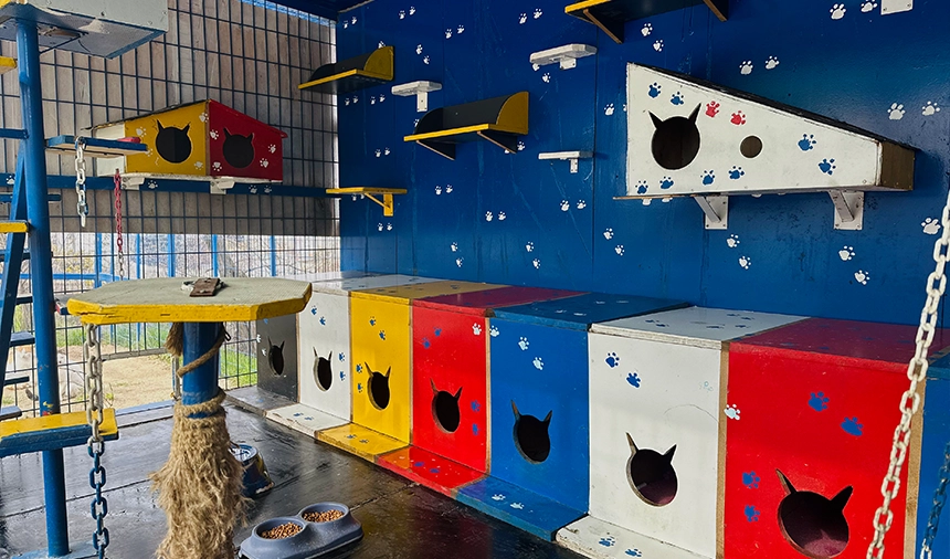 Ekol Lojistik Sahipsiz Hayvanlara Barınma Alanları Kuruyor