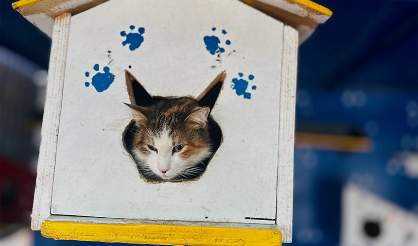 Ekol Lojistik Tesislerinde, Oluşturulan Yaşam Alanlarında Onlarca Hayvana Barınma Imkânı Sunuluyor.