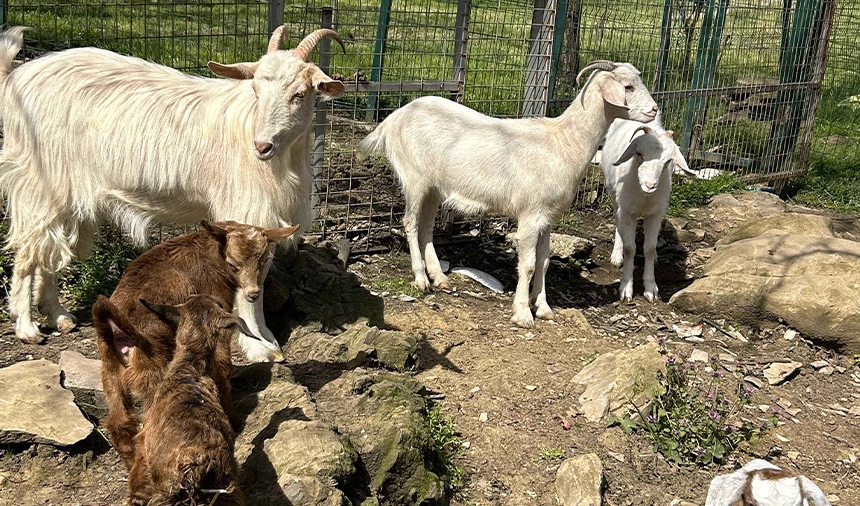 Ekol Lojistik Ve Doğayı Koruma Projesi Ile Can Dostlar Huzur Buluyor